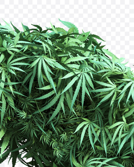cannabis_letter_D