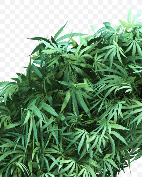 cannabis_letter_K