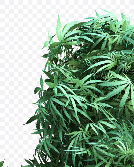 cannabis_letter_H