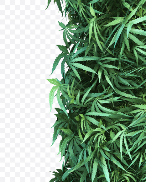 cannabis_lowercase_2_i