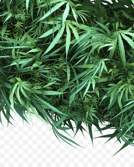 cannabis_letter_G