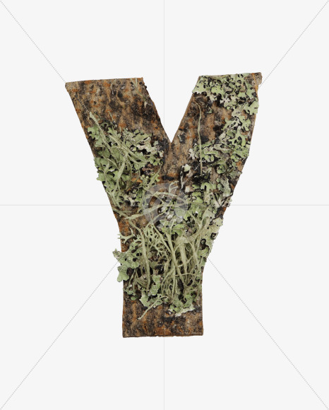 Y