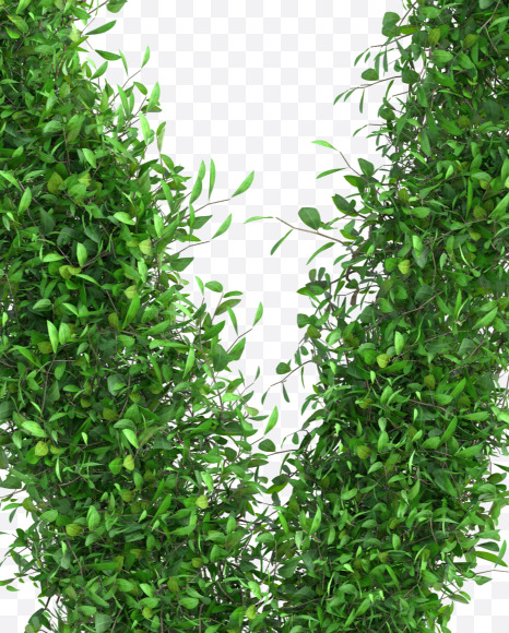 Tree M