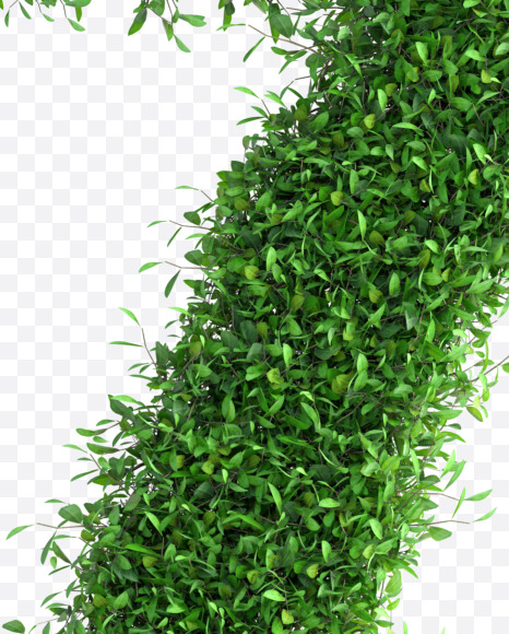 Tree 7
