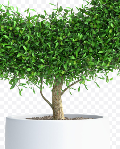 Tree S