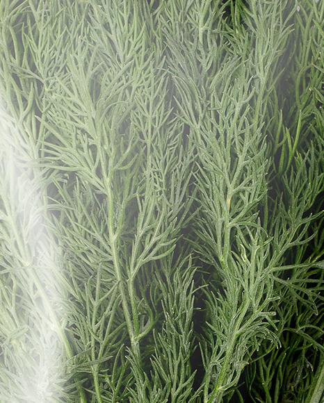 Plastic Bag With Fresh Dill Mockup