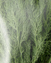 Plastic Bag With Fresh Dill Mockup