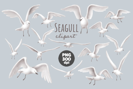 Seagull clipart