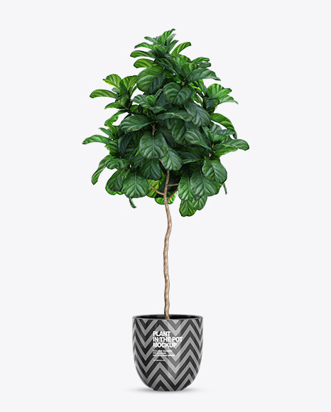 Plant Ficus Lyrata in the Pot Mockup PSD #2