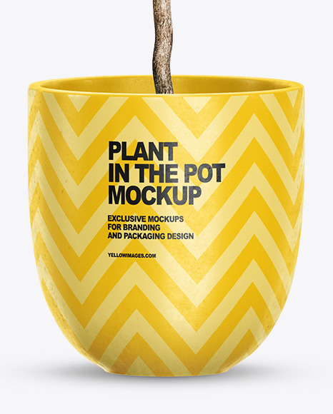 Plant Ficus Lyrata in the Pot Mockup PSD #1