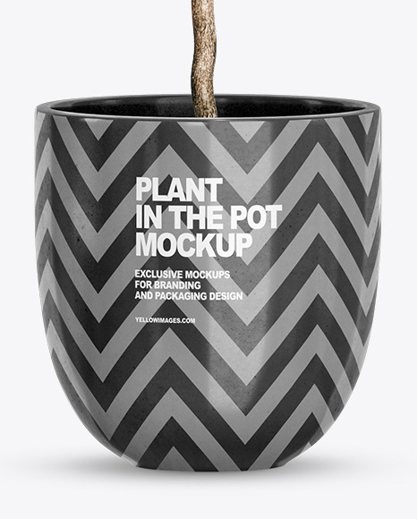 Plant Ficus Lyrata in the Pot Mockup PSD #6