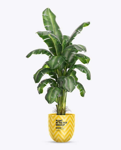 Banana Palm in the Pot Mockup PSD #2