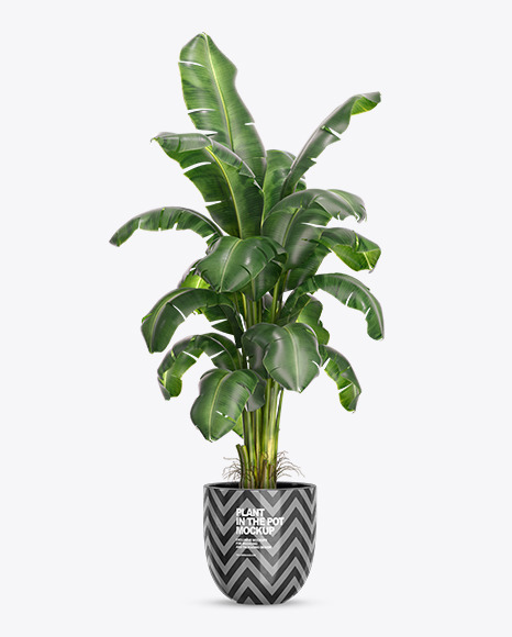 Banana Palm in the Pot Mockup