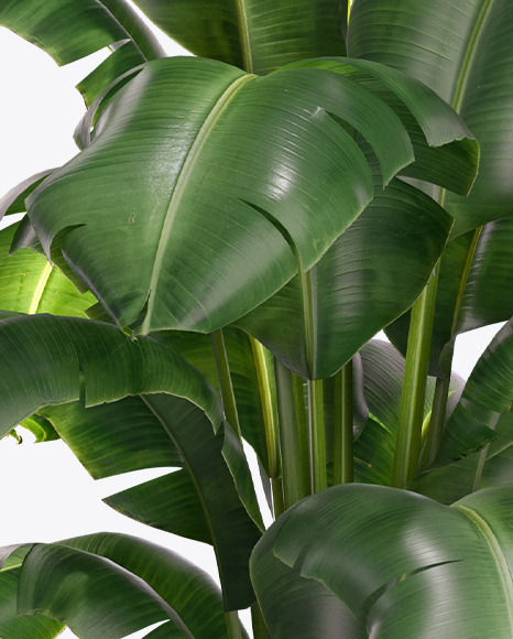 Banana Palm in the Pot Mockup PSD #7