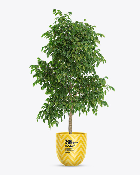 Ficus Benjamina in the Pot Mockup