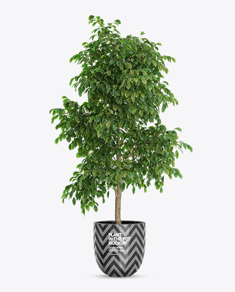 Ficus Benjamina in the Pot Mockup PSD #2