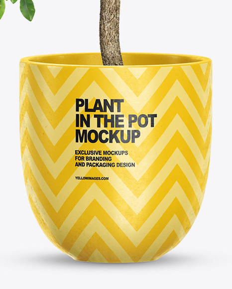 Ficus Benjamina in the Pot Mockup PSD #1