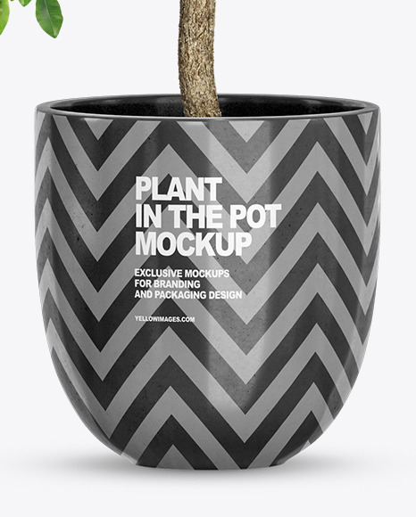 Ficus Benjamina in the Pot Mockup PSD #6