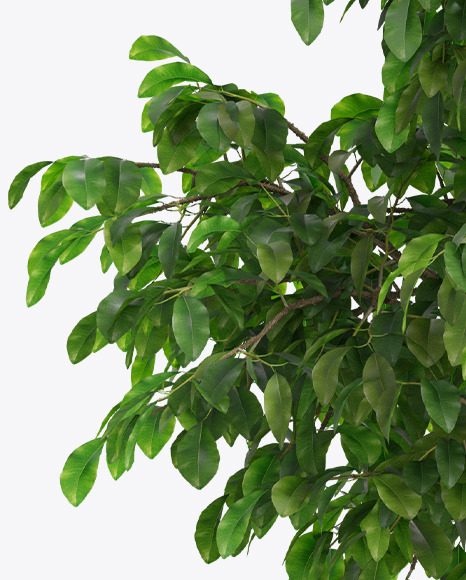 Ficus Benjamina in the Pot Mockup PSD #7