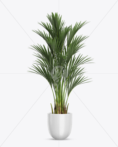 Howea Forsterian in the Pot Mockup