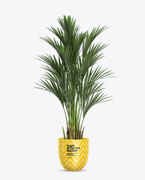 Howea Forsterian in the Pot Mockup