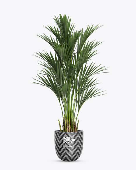 Howea Forsterian in the Pot Mockup PSD #2