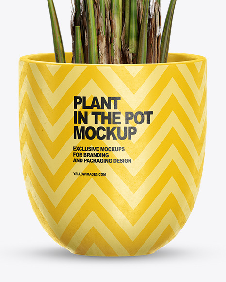 Howea Forsterian in the Pot Mockup PSD #1