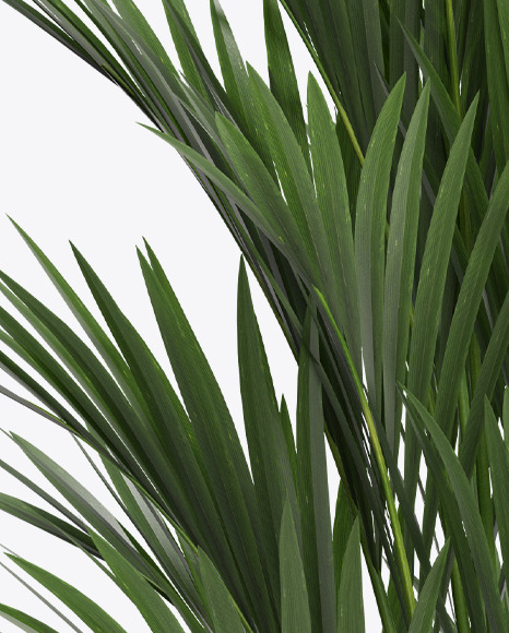 Howea Forsterian in the Pot Mockup PSD #7