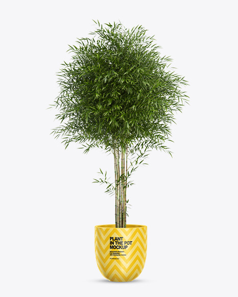 Bamboo in the Pot Mockup PSD #2