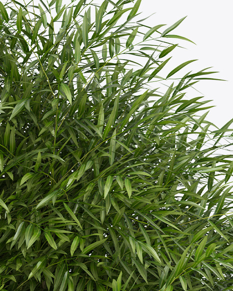 Bamboo in the Pot Mockup PSD #7