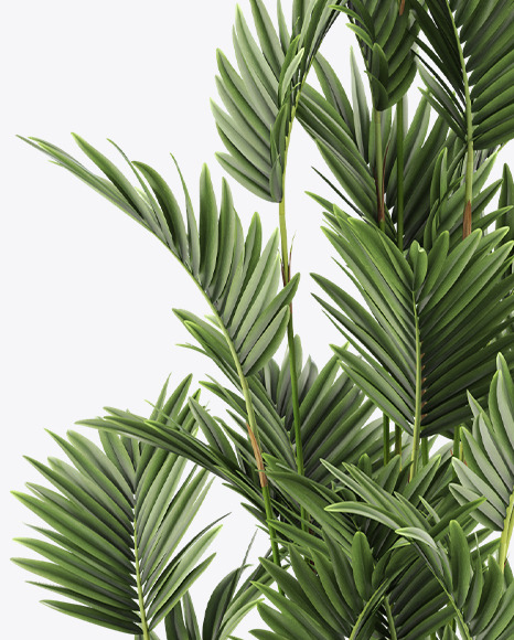 Palm in the Pot Mockup PSD #7