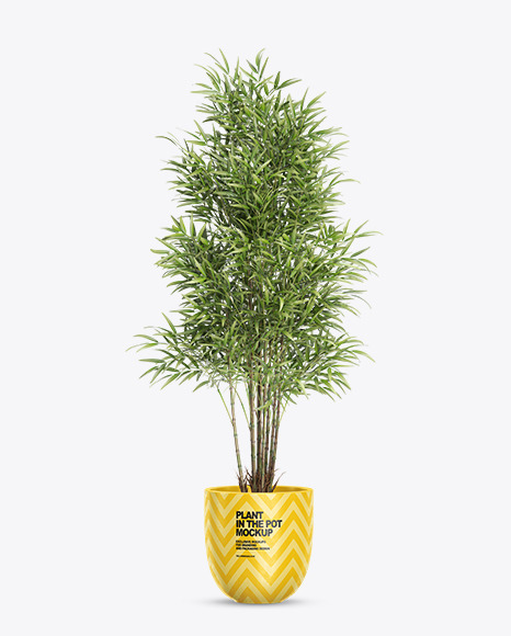 Bamboo in the Pot Mockup