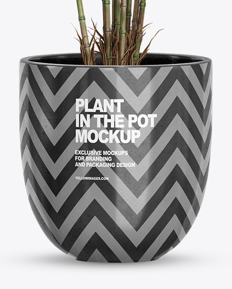 Bamboo in the Pot Mockup PSD #6