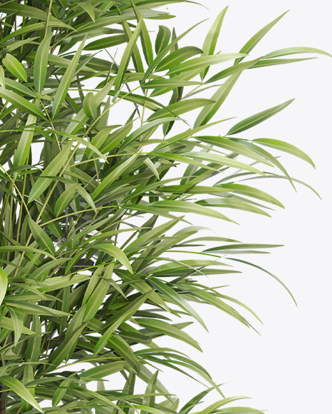 Bamboo in the Pot Mockup PSD #7