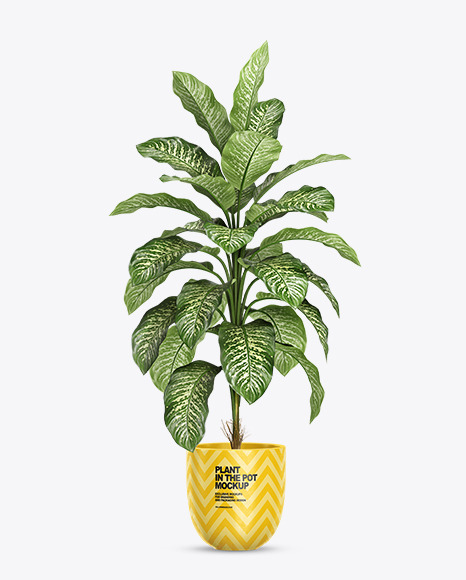 Dieffenbachia in the Pot Mockup