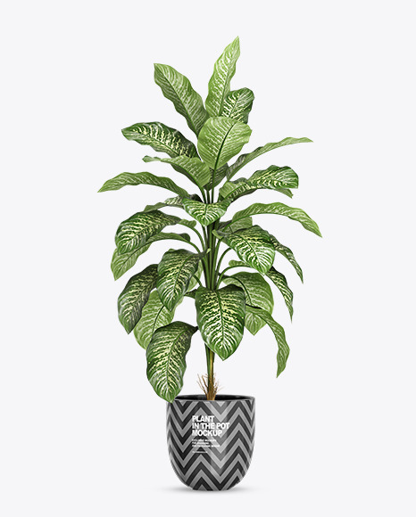 Dieffenbachia in the Pot Mockup PSD #2