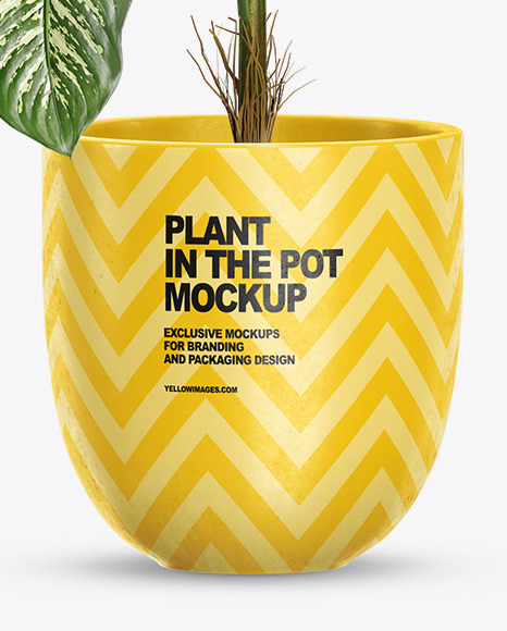 Dieffenbachia in the Pot Mockup PSD #1