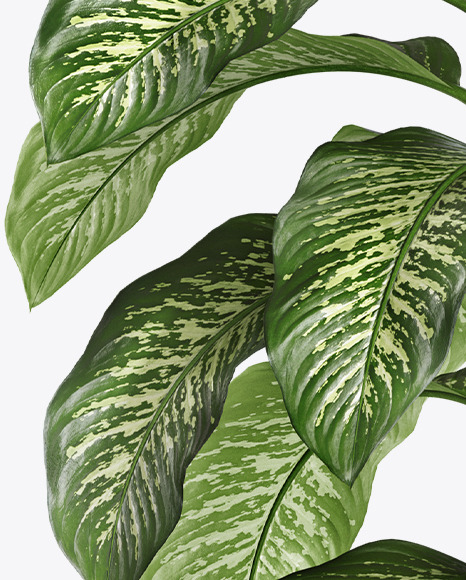 Dieffenbachia in the Pot Mockup PSD #7