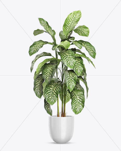 Dieffenbachia in the Pot Mockup PSD #3