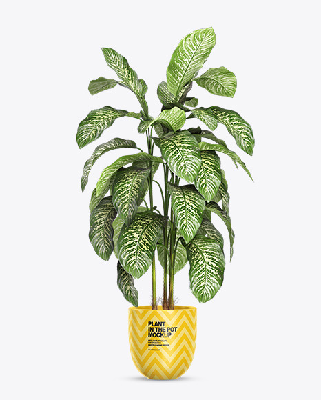 Dieffenbachia in the Pot Mockup