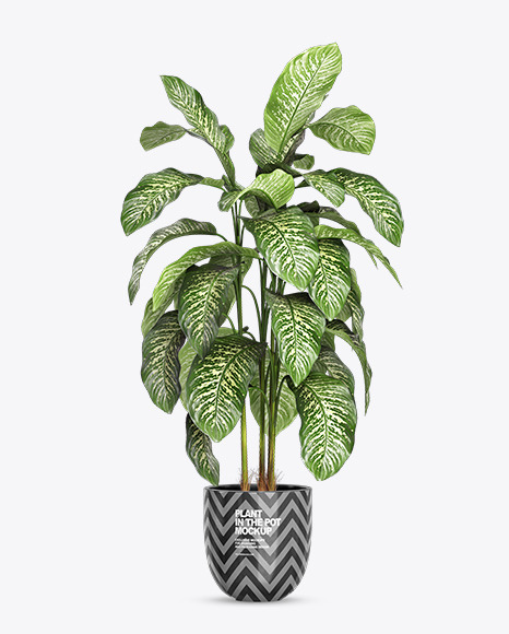 Dieffenbachia in the Pot Mockup PSD #2
