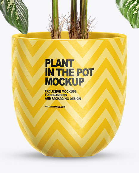 Dieffenbachia in the Pot Mockup PSD #1