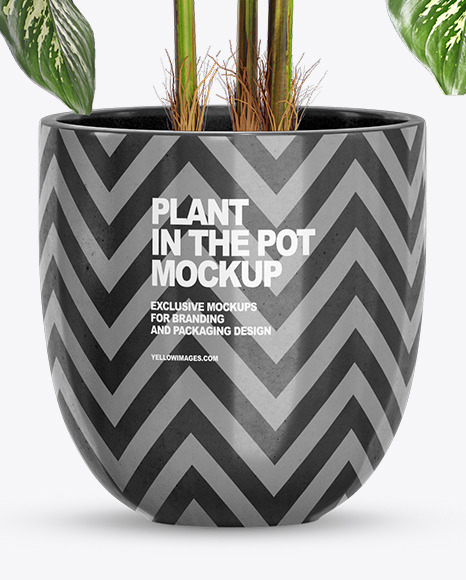 Dieffenbachia in the Pot Mockup PSD #6