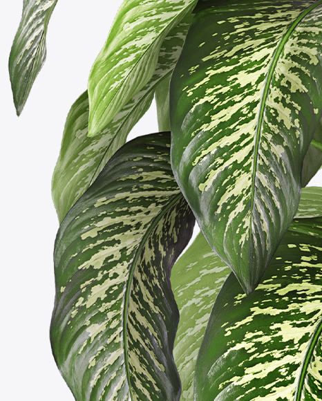Dieffenbachia in the Pot Mockup PSD #7