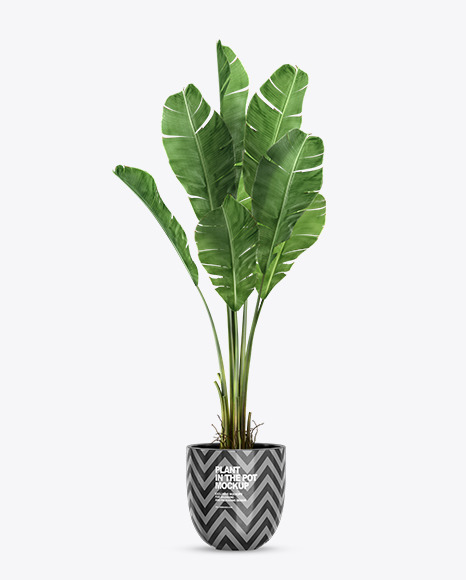 Banana Palm in the Pot Mockup PSD #2