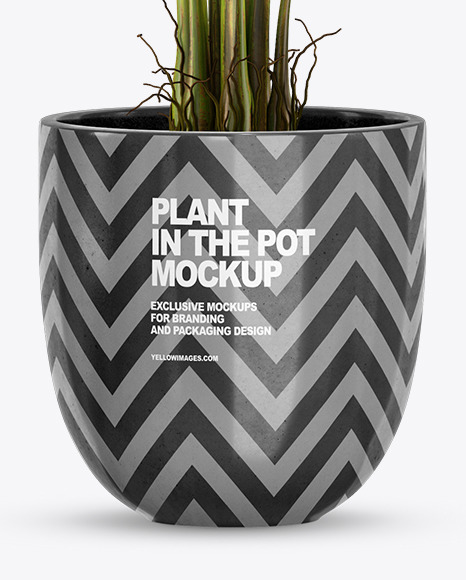 Banana Palm in the Pot Mockup PSD #6