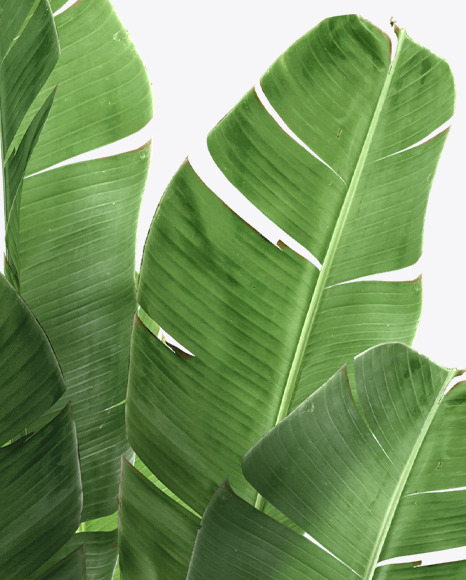 Banana Palm in the Pot Mockup PSD #7