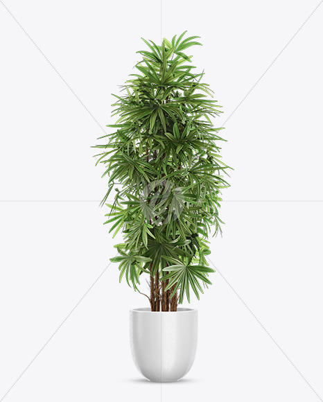 Rhapis in the Pot Mockup PSD #3