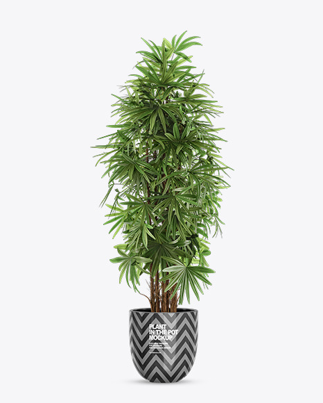 Rhapis in the Pot Mockup PSD #2