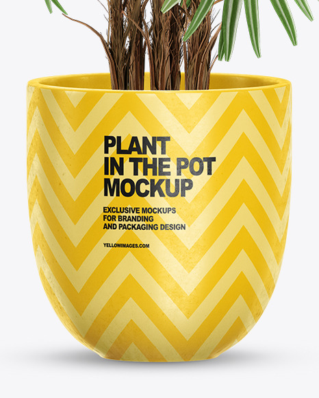 Rhapis in the Pot Mockup PSD #1